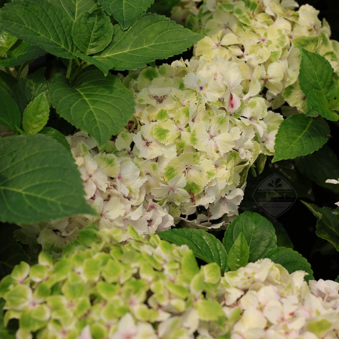 原野先生花园（2加仑魔幻贵族）阳台庭院盆栽地栽绣球植物夏季