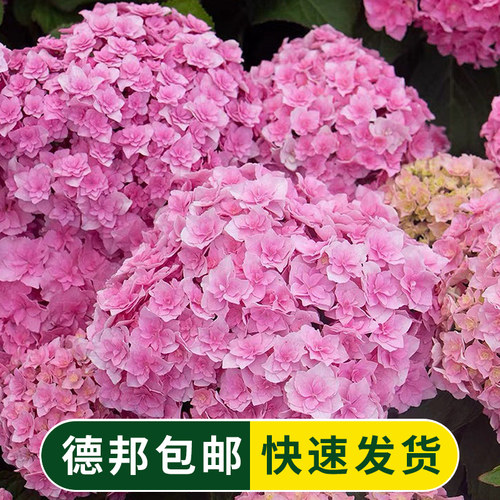 原野先生花园 15加仑绣球 根据土壤酸碱度变色（可一物一拍）