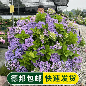 原野先生花园（6加仑绣球）花手鞠三河千鸟等绣球阳台庭院盆栽