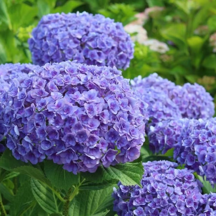 原野先生花园（15加仑太阳神殿）地栽一片的花海绣球植物粉色