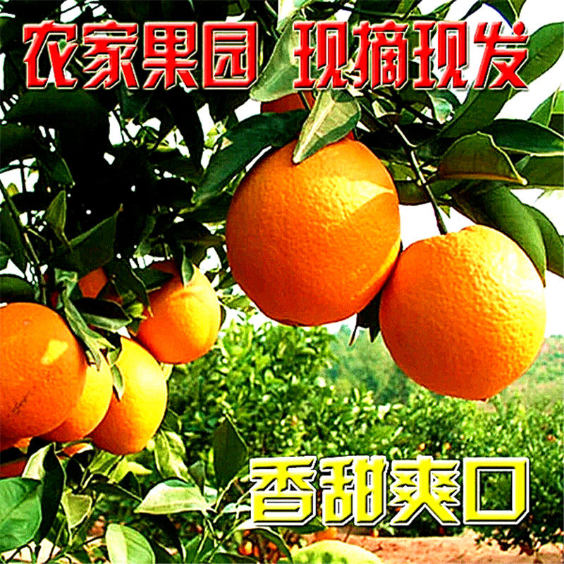 正宗赣南寻乌脐橙江西橙子新鲜水果自家果园现采现发包邮顺丰5斤,水产肉类/新鲜蔬果/熟食,橙,淘宝优惠券,粉丝福利购,淘宝优惠卷