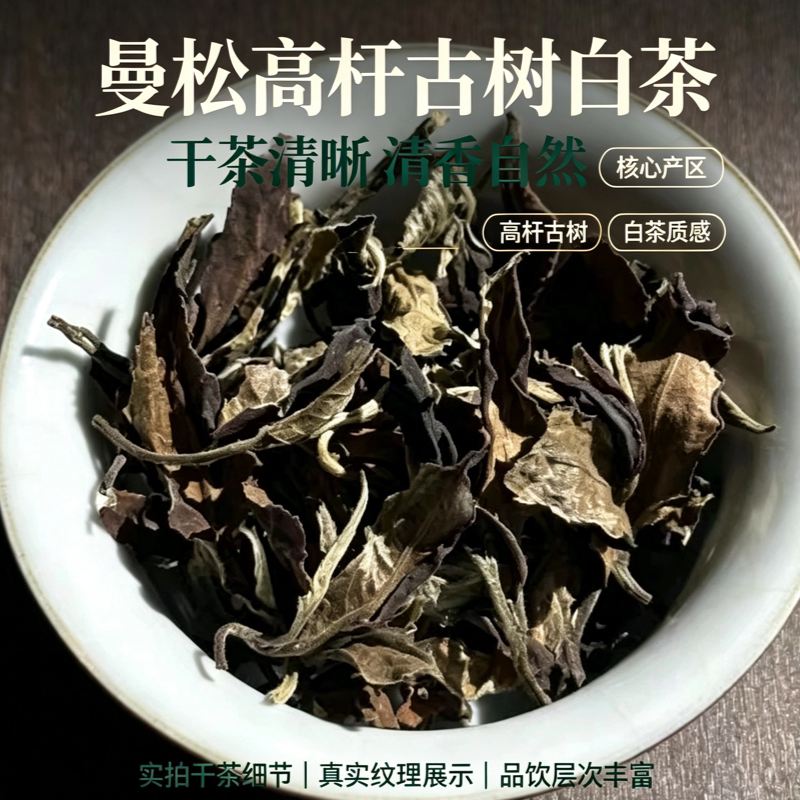 云南白茶曼松森林高杆古树老白茶