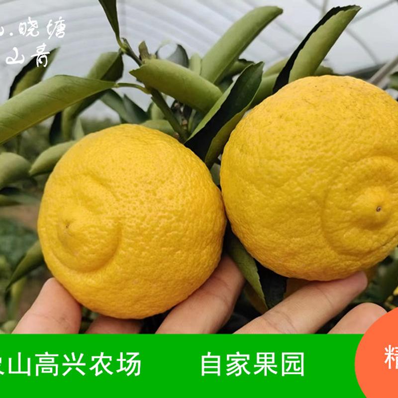 象山青黄金贡柚桔柚顺丰包邮