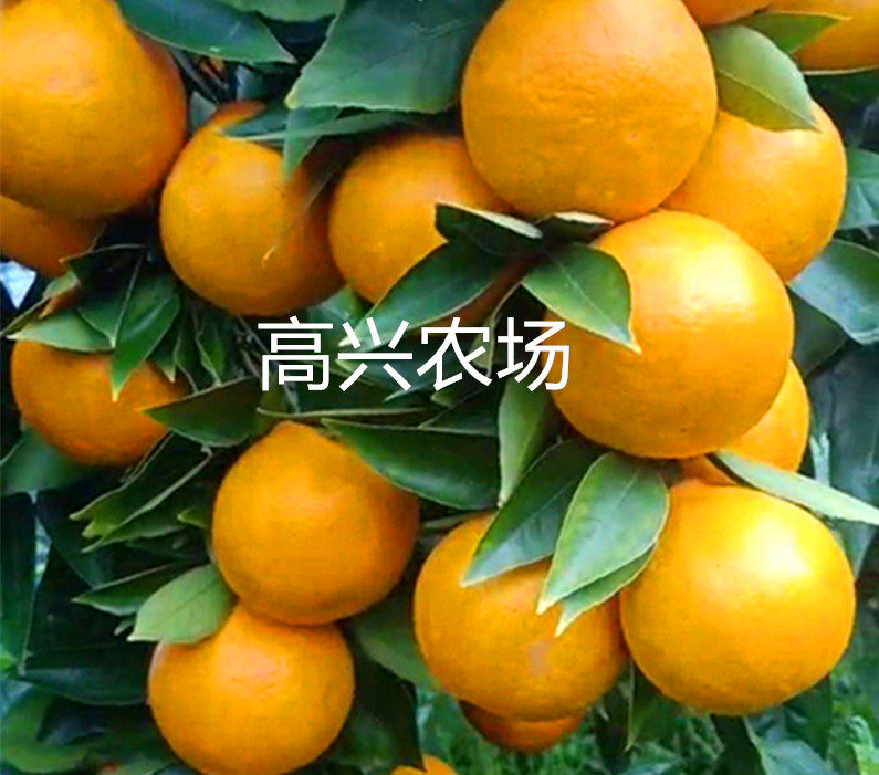 象山媛红椪柑枝条  黄美人 爱仿真果蔬