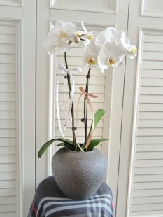 延边州延吉市父亲节教师节蝴蝶兰绿植盆栽开业乔迁年宵花龙井和龙