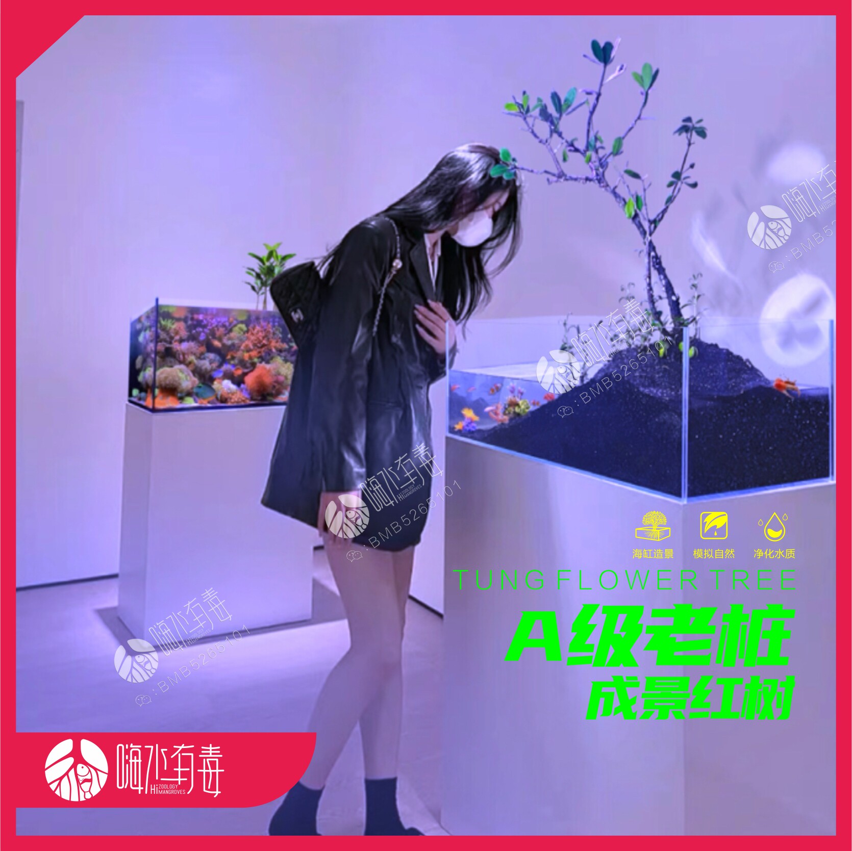 海水植物红树 成景红树 红树苗 红树造景 海缸造景 嗨水有毒