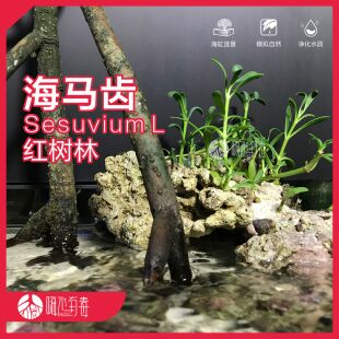 海马齿 红树植物  红树苗 海水植物 海缸造景 水陆植物 潮汐缸