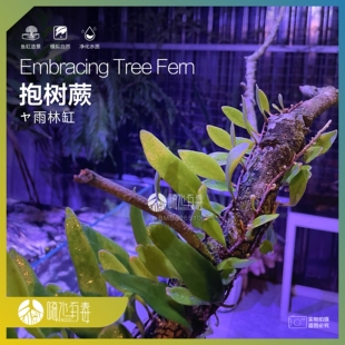 抱树蕨 伏石蕨 雨林造景 水陆缸 雨林植物 假山石攀爬附生植物