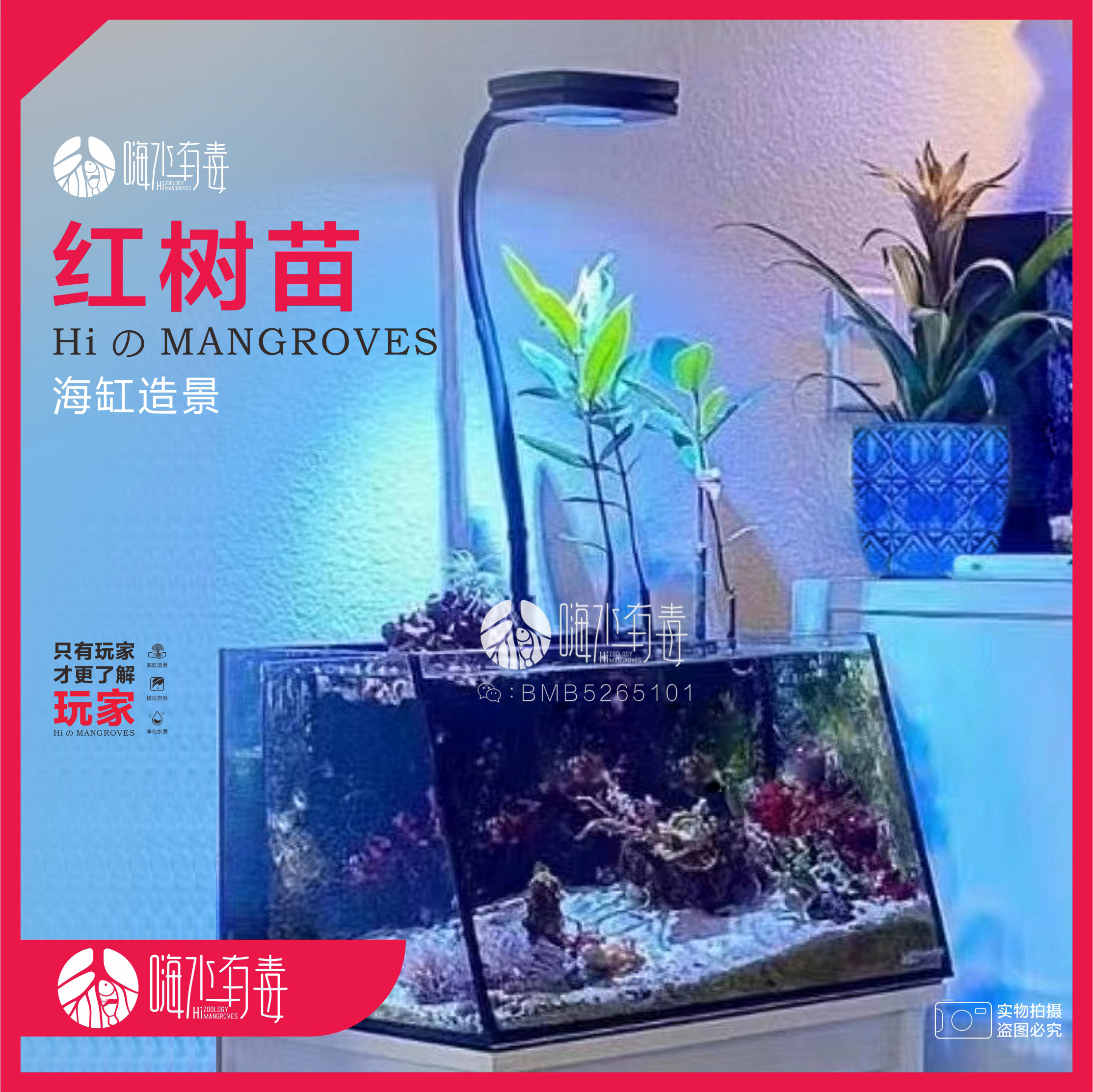 水笔仔红树海水厚沙系统海缸木榄