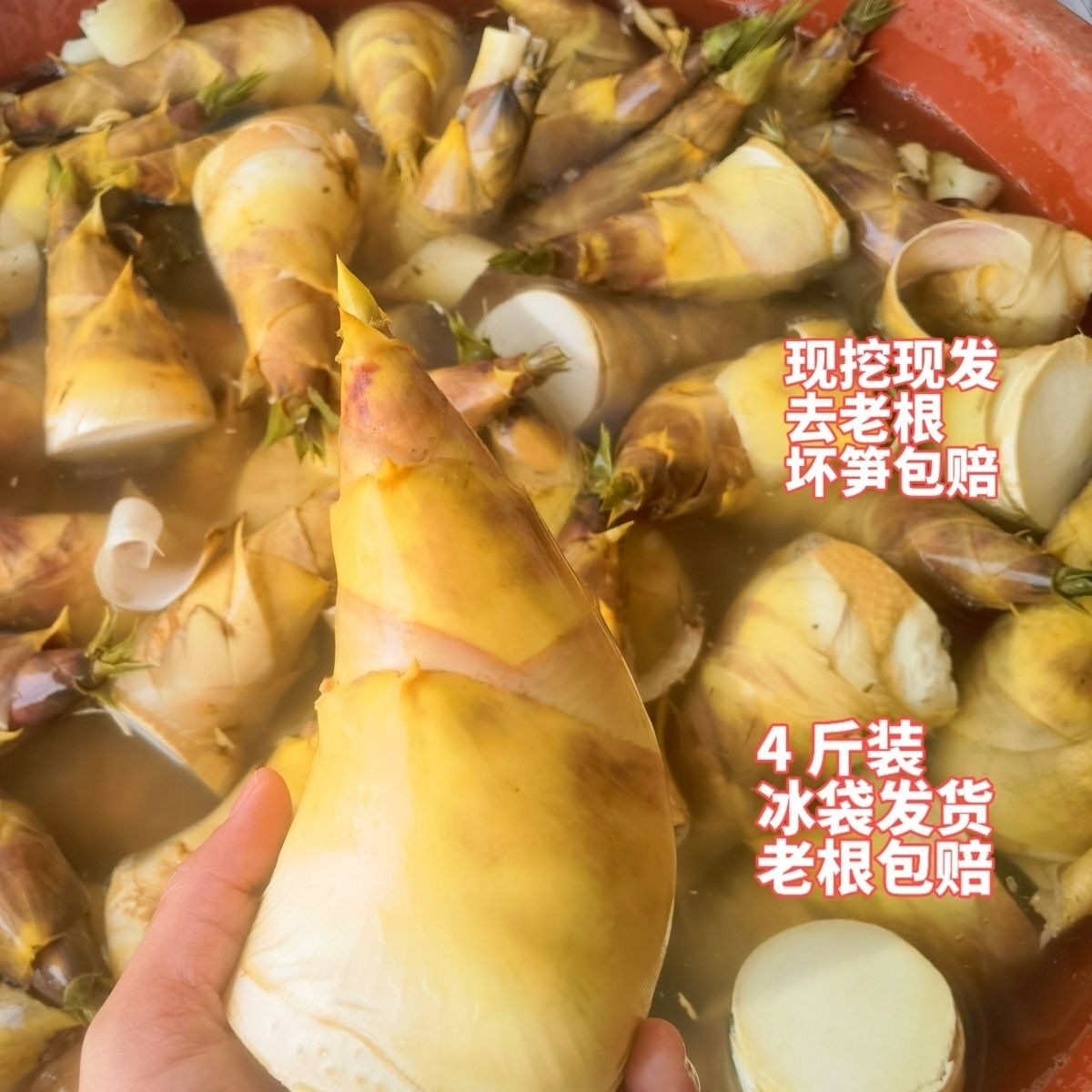 竹笋新鲜现挖马蹄笋甜笋