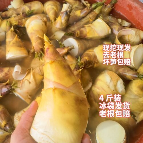 竹笋新鲜现挖马蹄笋甜笋