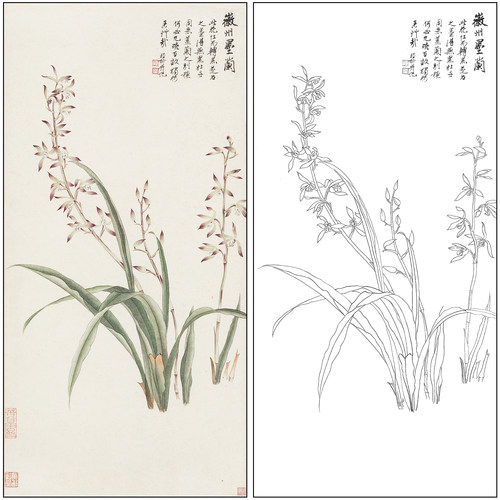 谢稚柳花鸟兰花工笔画白描底稿《徽州墨兰》临摹高清打印稿XZ52