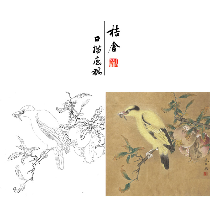 【有步骤,大彩图】工笔画白描稿《榴枝黄鸟图》石榴花鸟线稿kc31