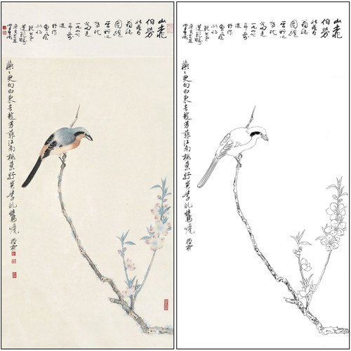 谢稚柳花鸟工笔画白描底稿《山桃伯劳》临摹勾线高清打印稿XZ59