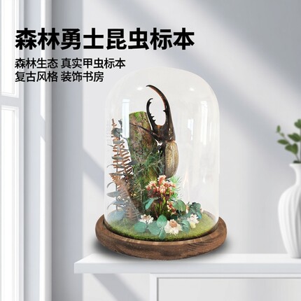 森林勇士真实昆虫甲虫标本生态微景观玻璃罩摆件大兜虫收藏品礼物