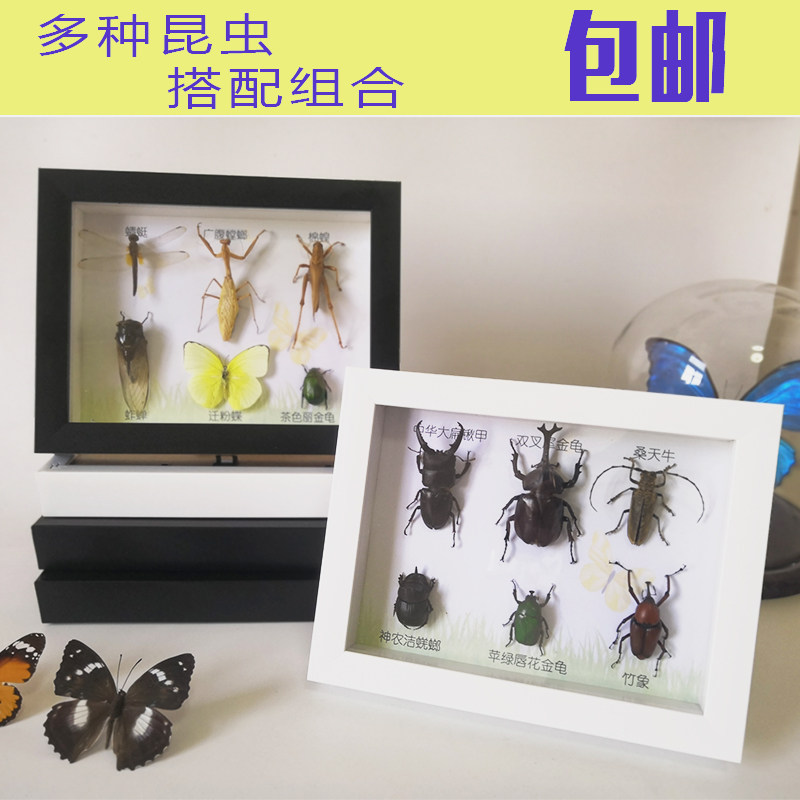 昆虫蝴蝶标本装饰画 甲虫相框工艺品 昆虫标本礼物蜻蜓豆娘