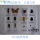 包邮 真昆虫标本 学校幼儿园认知教学 常见昆虫 益虫害虫标本套装