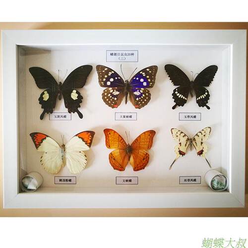 昆虫蝴蝶收藏展示学校标本