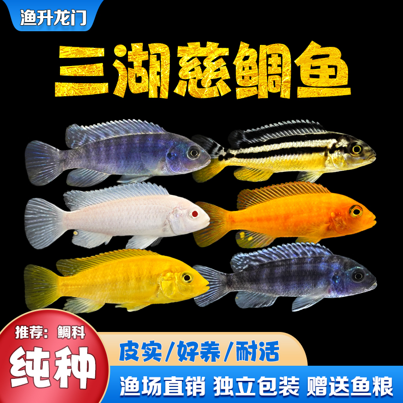 三湖慈鲷马鲷活体耐活岩栖热带鱼非洲王子像海水鱼小型淡水观赏鱼-封面