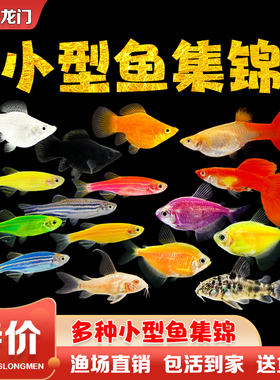 小型鱼淡水活体斑马鱼孔雀鱼天使鱼玛丽鱼繁殖五彩热带观赏鱼包邮