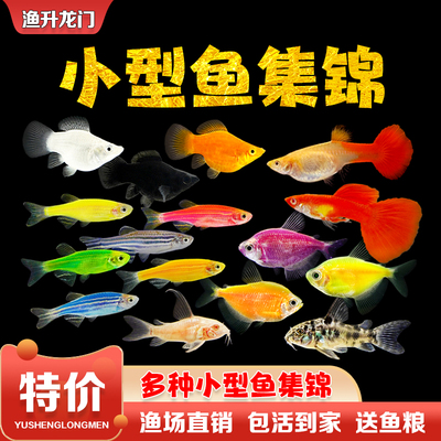小型鱼观赏鱼热带鱼淡水繁殖活体