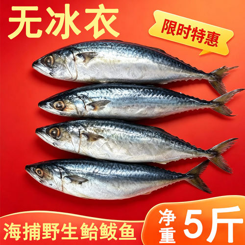 净重无冰衣鲐鲅鱼新鲜速冻青占鱼整条深海青花鱼鲐鱼商用鲭鱼批发