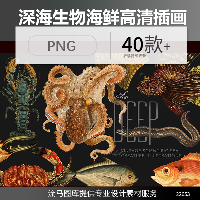 手绘深海生物海鲜鱼鱿鱼螃蟹海星龙虾海豚鲨鱼插画PNG高清免扣图