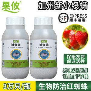 果攸捕食螨草莓月季红蜘蛛天敌