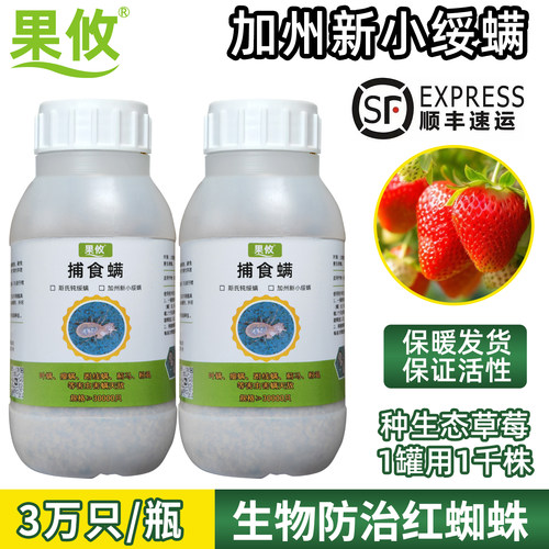 果攸捕食螨草莓月季红蜘蛛天敌