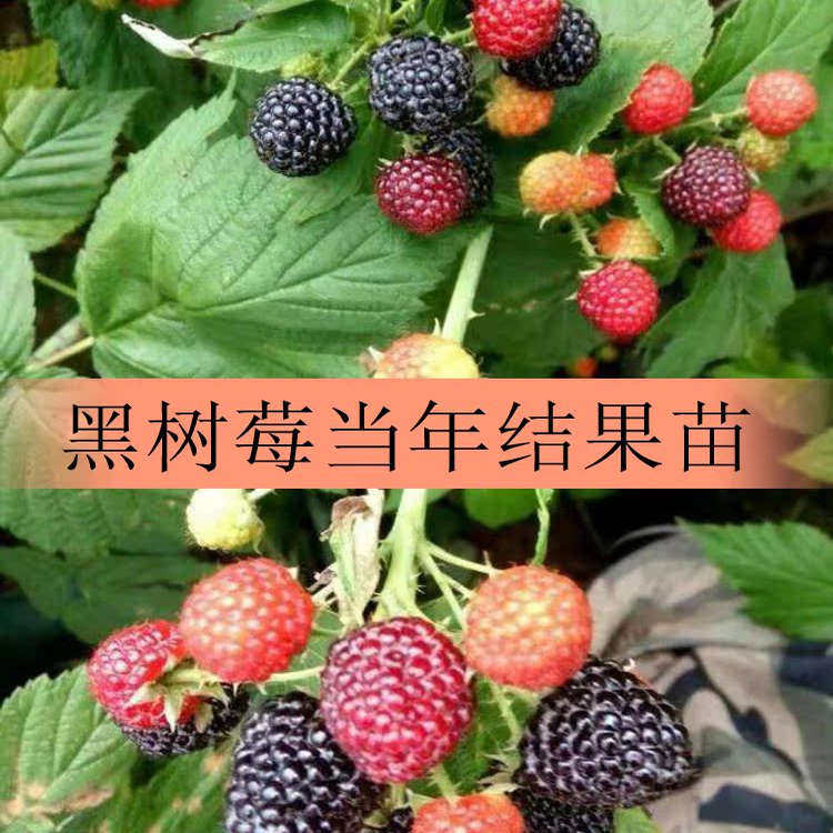 黑红树莓苗覆盆子苗托盘盆栽地栽四季阳台室外南方北方种植结果树