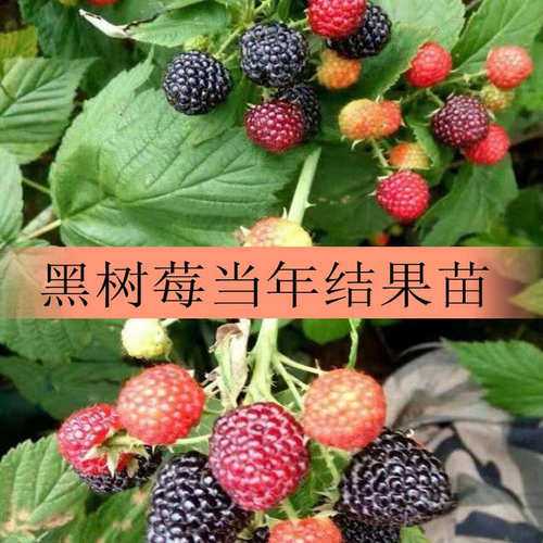 双季黑树莓苗黄树莓红树莓果树苗