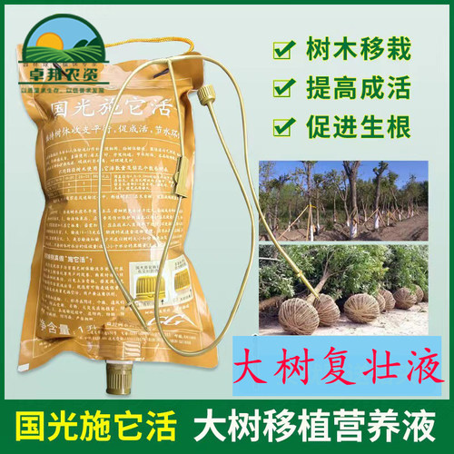 国光施它活大树吊针液苗木移栽