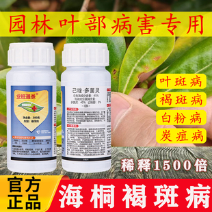 飘绿业班桶杀45%己唑多菌灵海桐叶部病害杀菌剂褐斑叶斑病白粉病