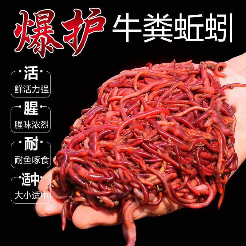 蚯蚓活饵秋引一斤大号中号小号养殖野钓牛粪中药牛奋窝料蚯引丘引