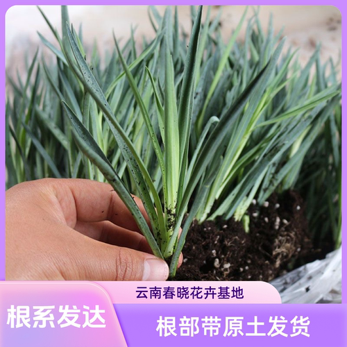 云南发货12棵康乃馨花苗多年生重瓣好种植阳台室内外盆栽花卉植物