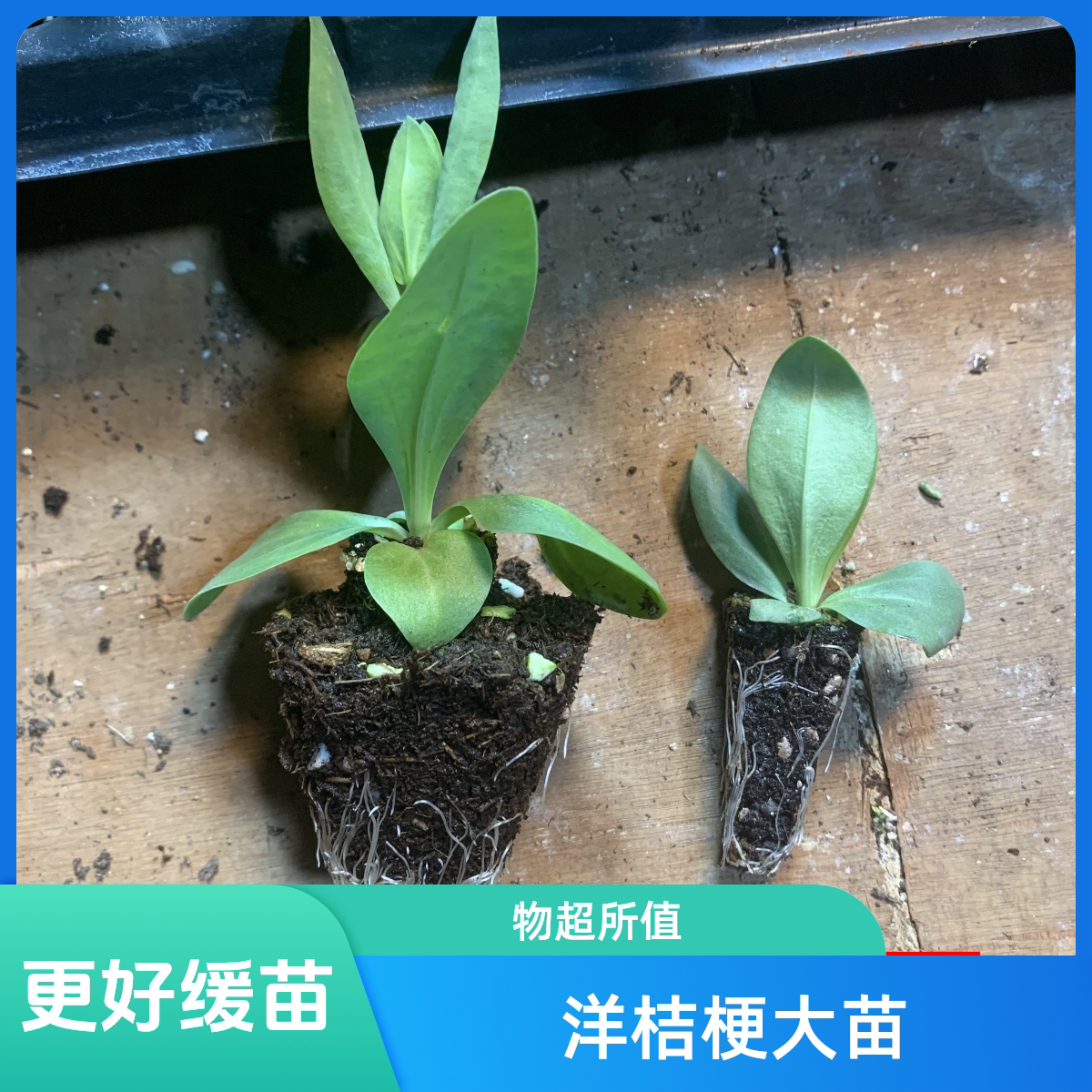 洋桔梗大花苗重瓣大花原土发货室内外庭院阳台切花洋桔梗盆栽花苗