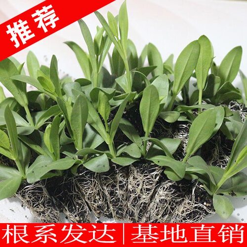 洋桔梗花苗重瓣高杆大花原土发货阳台庭院鲜活小苗耐寒耐热易成活