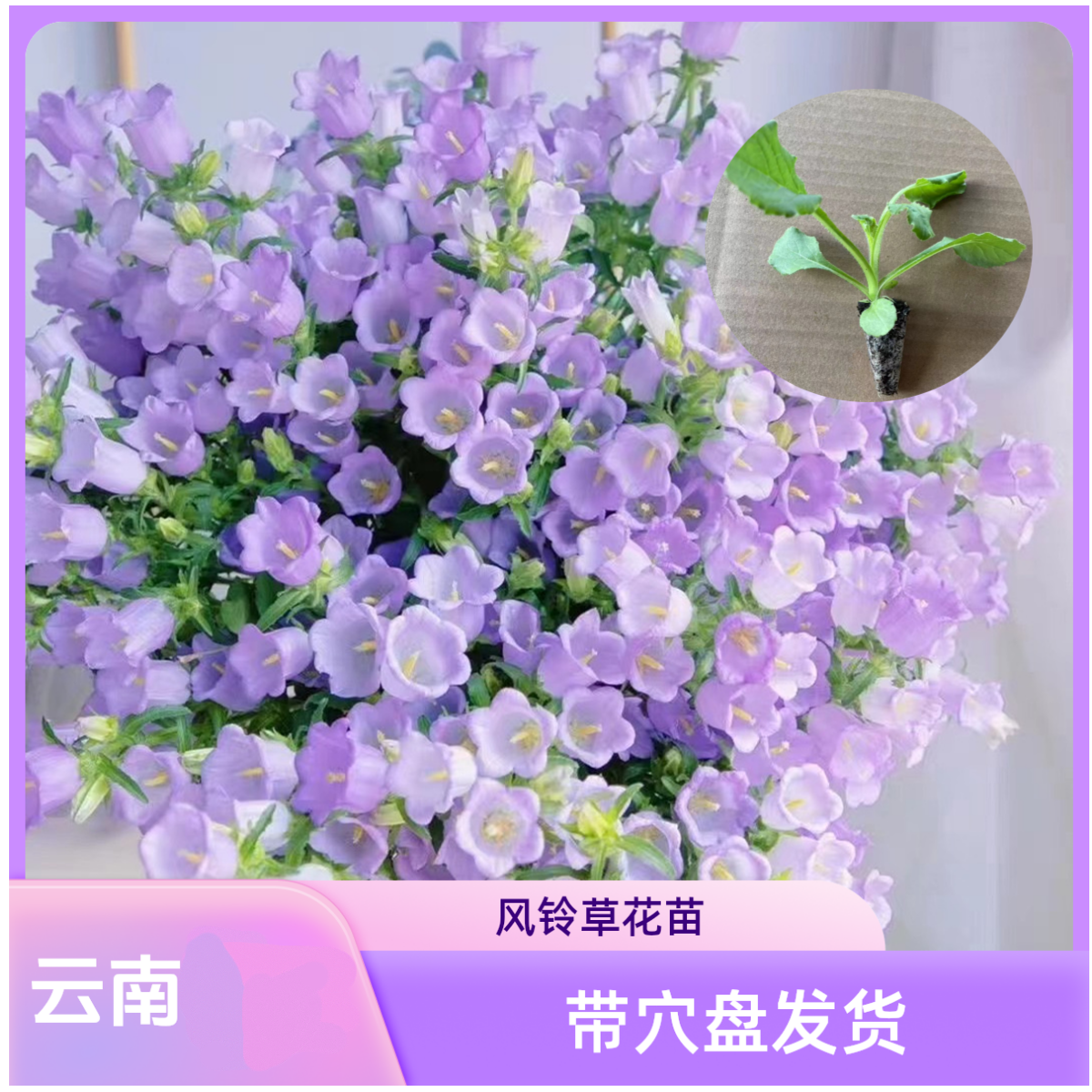 云南发货风铃草苗多年生原土发货耐寒耐热铃铛花阳台庭院家庭园艺
