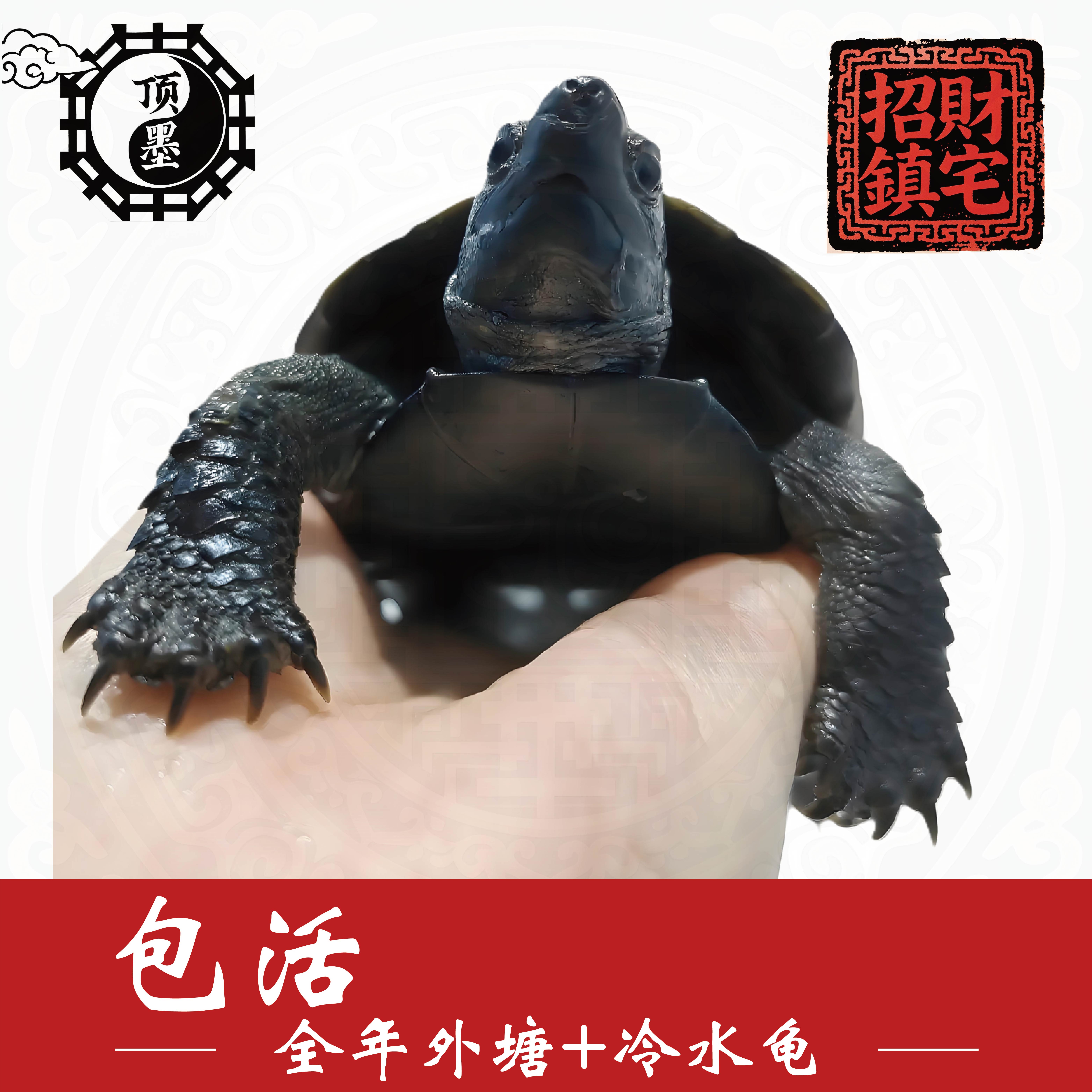 墨龟 顶墨 中华草龟 纯种全黑成年墨 招财龟 风水龟 黑乌龟外塘龟