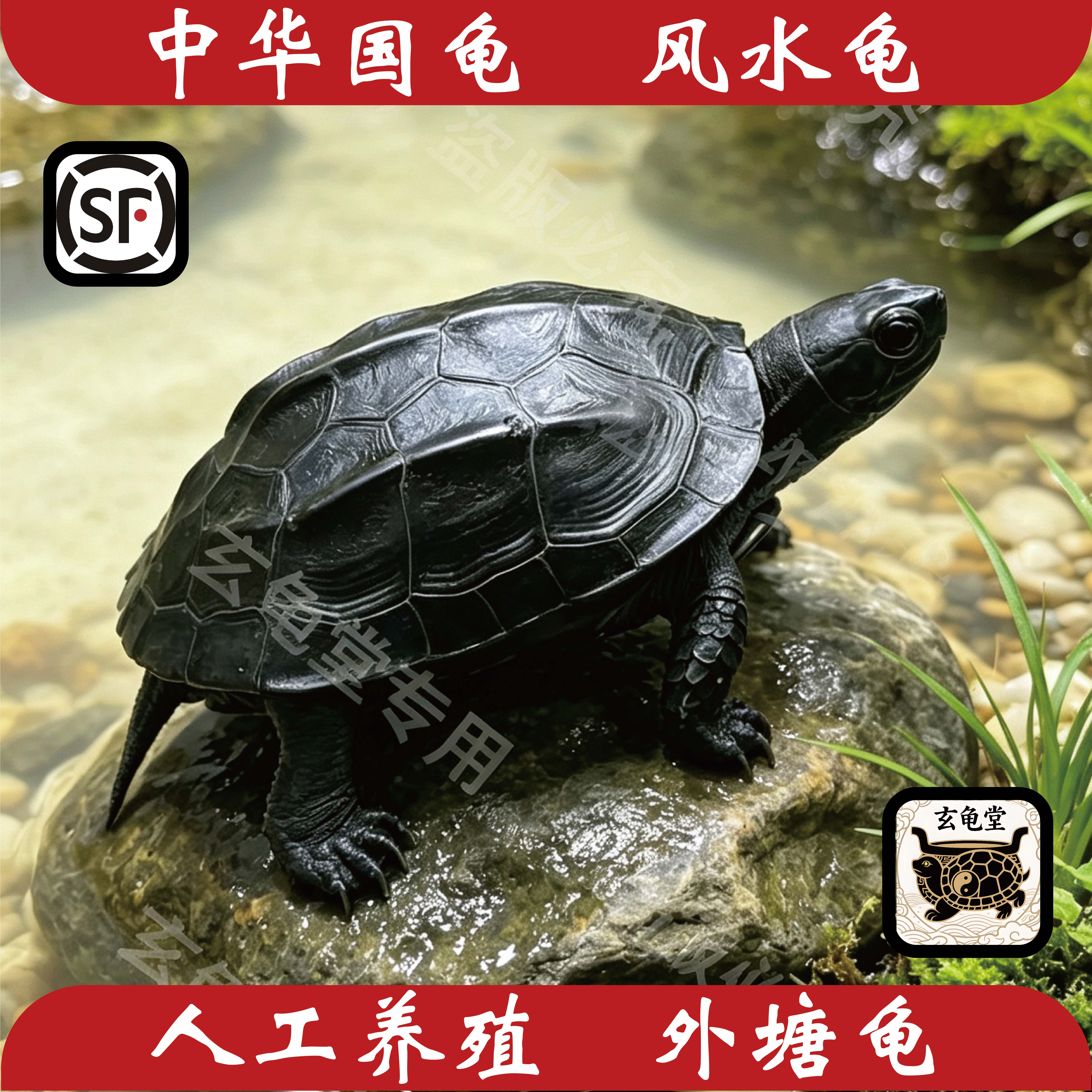 墨龟顶墨纯种全黑中华田园草龟冷水龟宠物龟外塘龟招财龟小宠龟苗