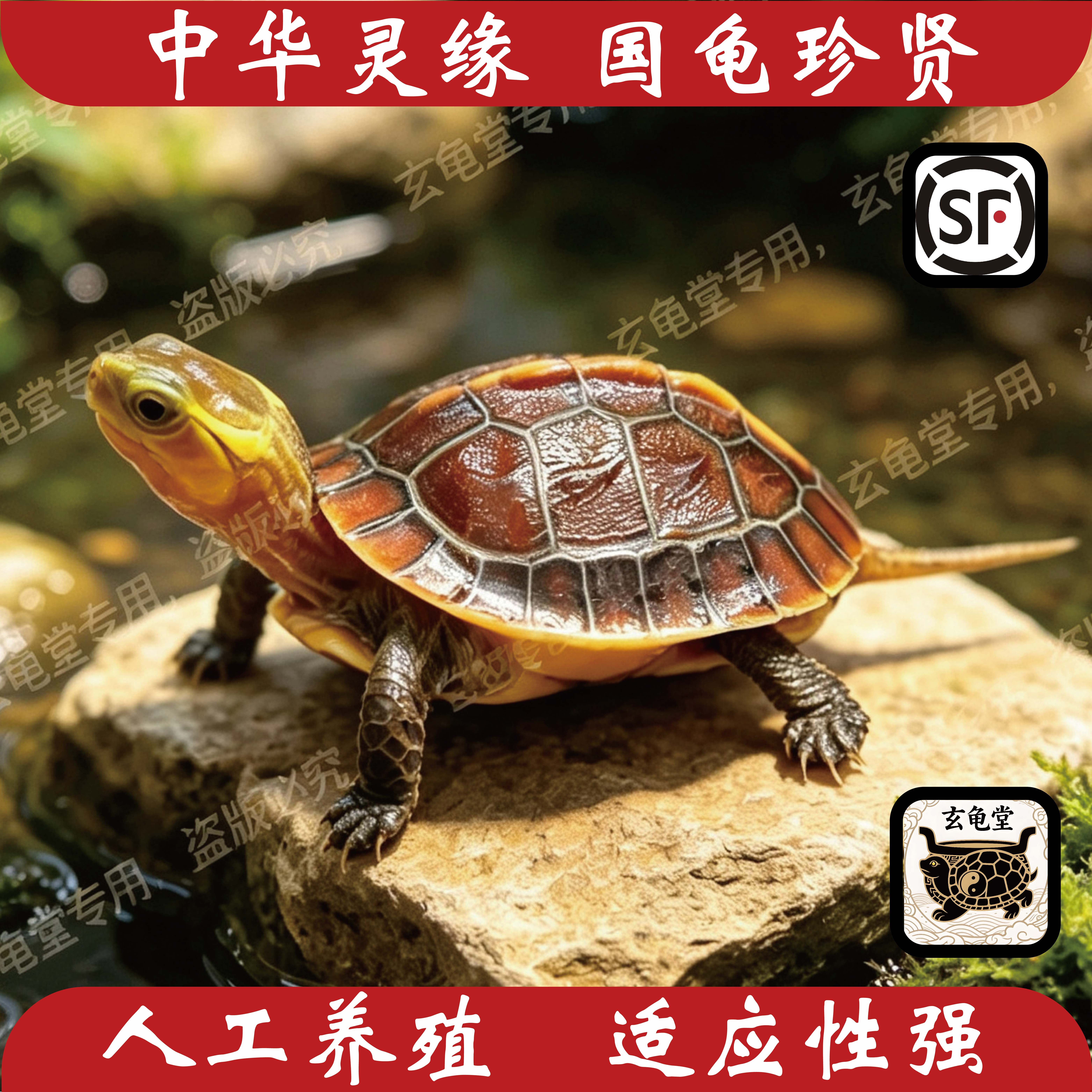 黄缘龟 安缘 大陆缘 2026头苗 碌仔 活体 高端观赏 宠物龟 幼龟