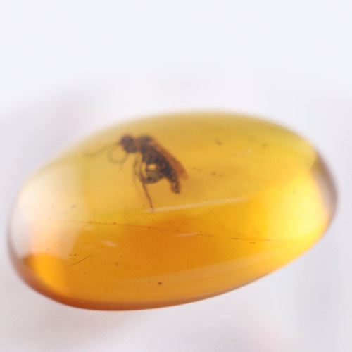 天然缅甸琥珀虫珀化石