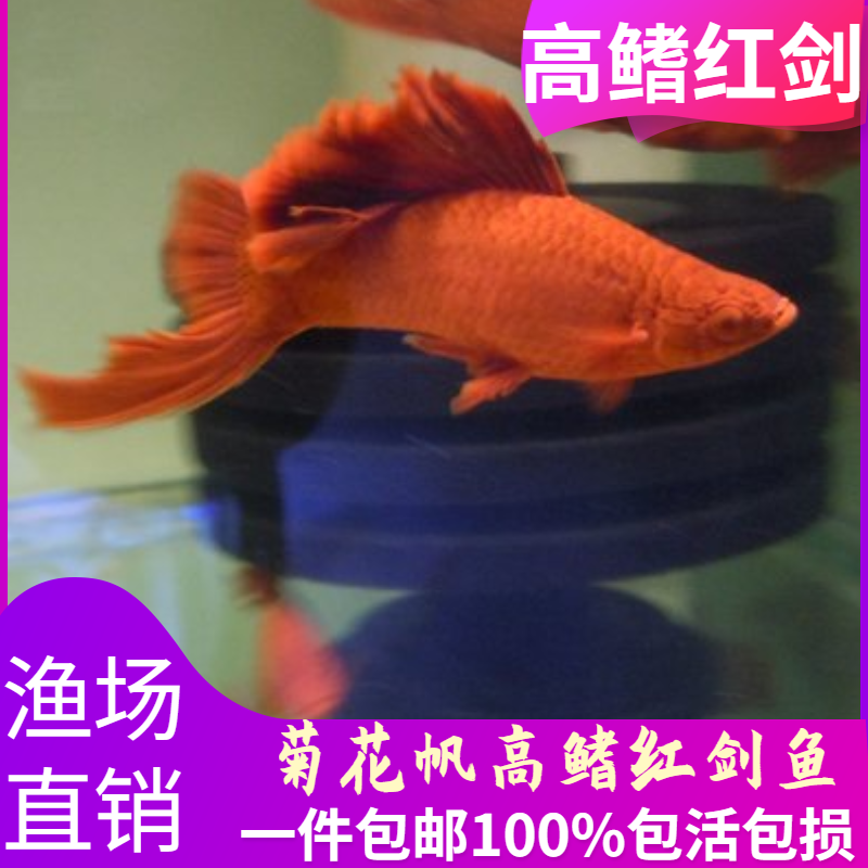 红剑鱼 高鳍红箭鱼观赏鱼孔雀鱼淡水鱼 菊花帆红箭鱼热带鱼观赏鱼,宠物/宠物食品及用品,鱼,淘宝优惠券,粉丝福利购,淘宝优惠卷