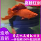 红剑鱼 菊花帆红箭鱼热带鱼观赏鱼 高鳍红箭鱼观赏鱼孔雀鱼淡水鱼