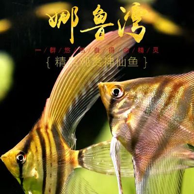 娜鲁湾神仙鱼热带鱼观赏鱼淡水燕子鱼埃及长翅高鳍燕鱼新品种活体
