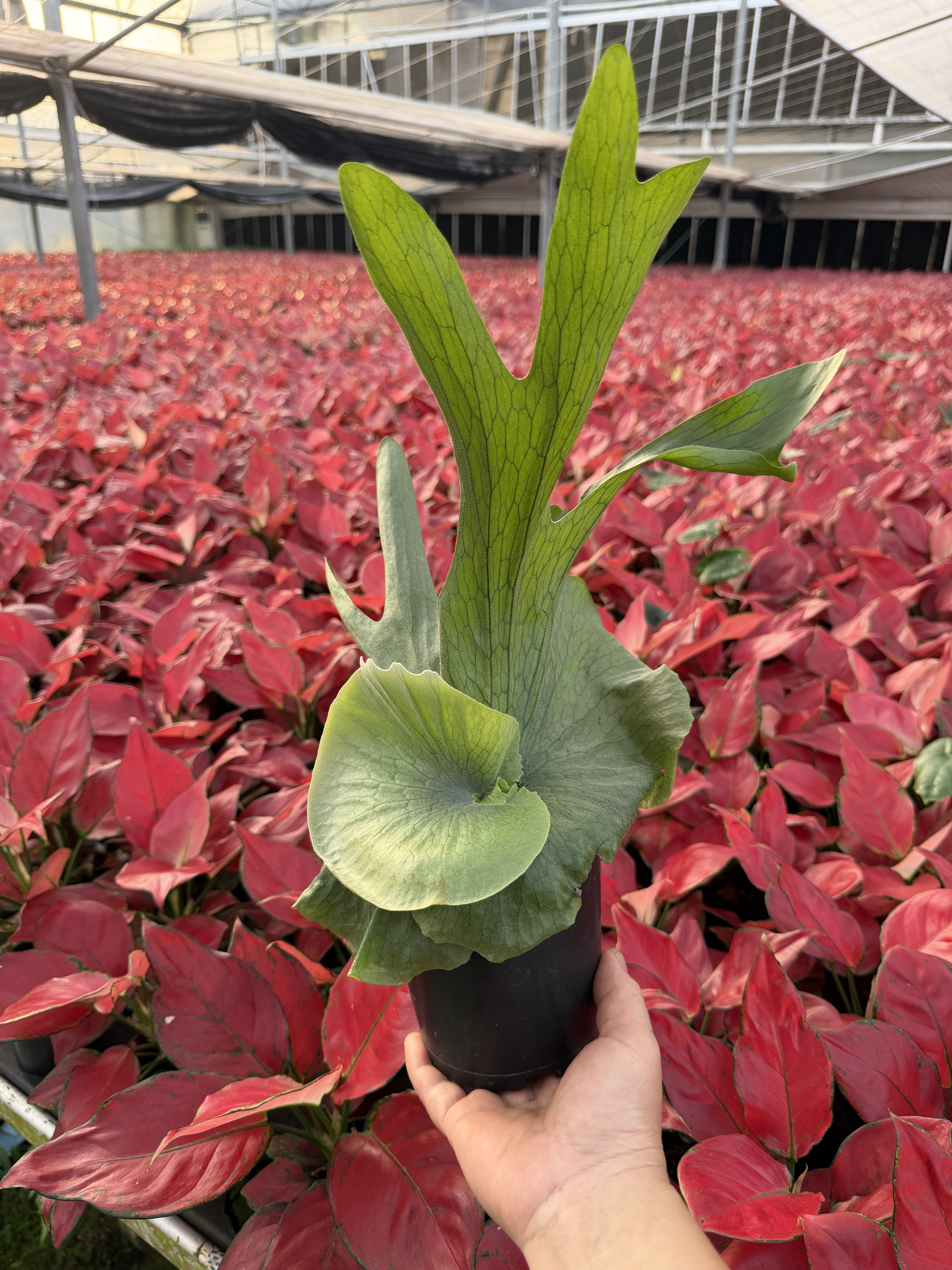 苔藓蕨类植物岐吊水培墙植垂绿蕨盆栽鹿角二歧蕨鹿角女王鹿角蕨