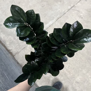 稀有品种黑叶金钱树黑乌鸦黑钻石黑天使盆栽室内黑叶钱串子绿植