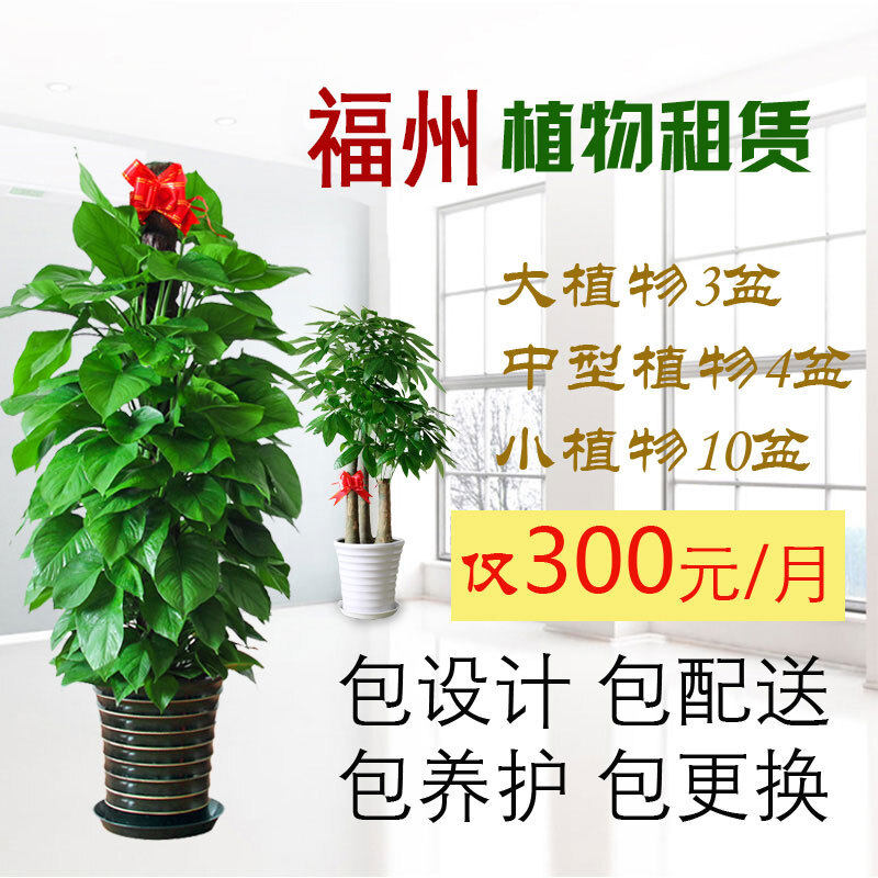 福州花卉绿植租赁 绿植租摆办公室 大型植物租摆观叶绿植出租养护