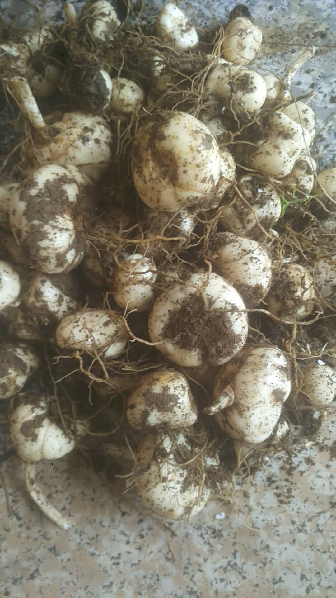 贝母种球 贝母苗种子 食用贝母药材苗盆栽植物室内庭院包邮
