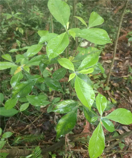 冬青四季常青万年青围墙绿植盆栽